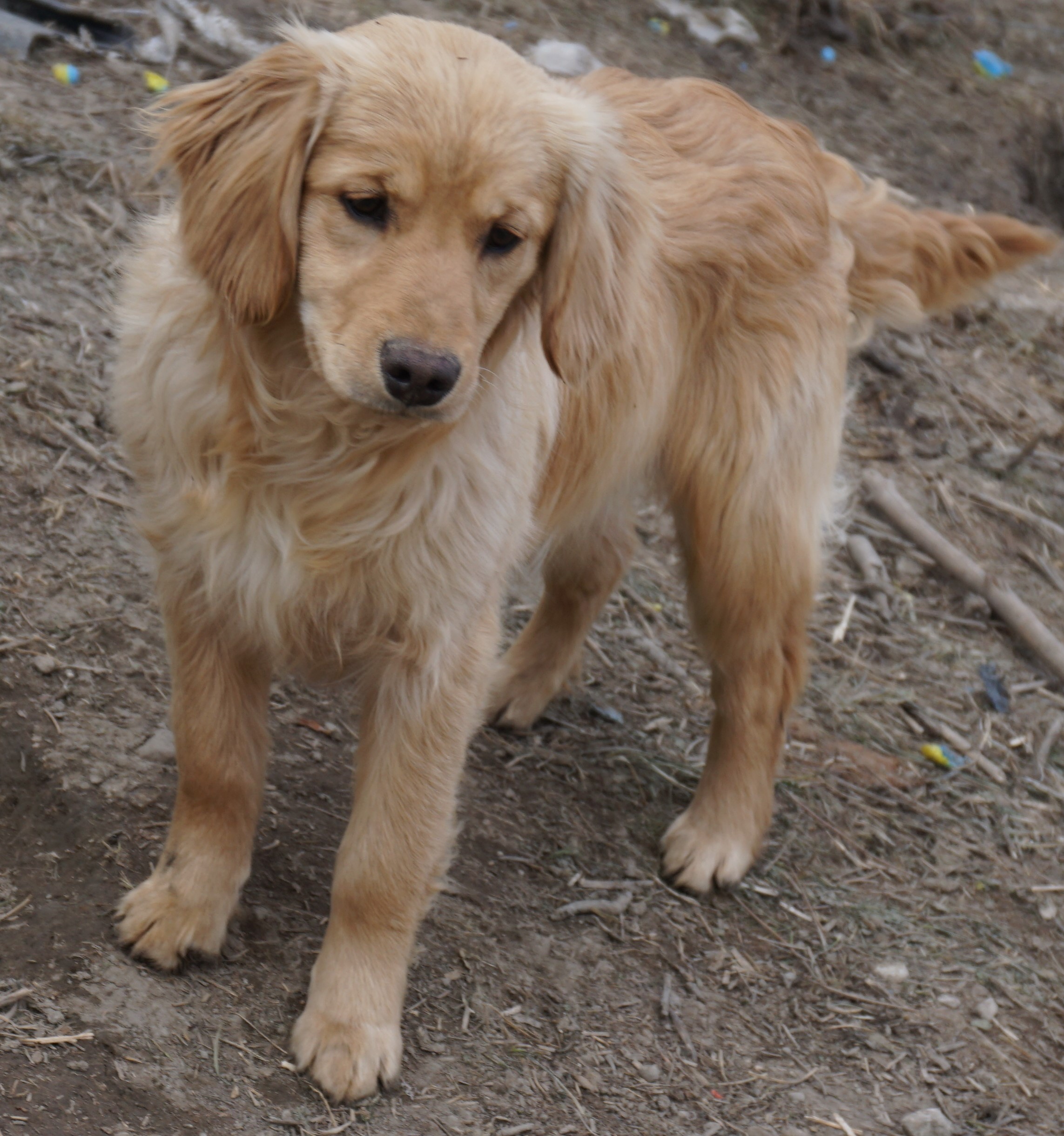 Toy Golden Retriever Montana Wow Blog